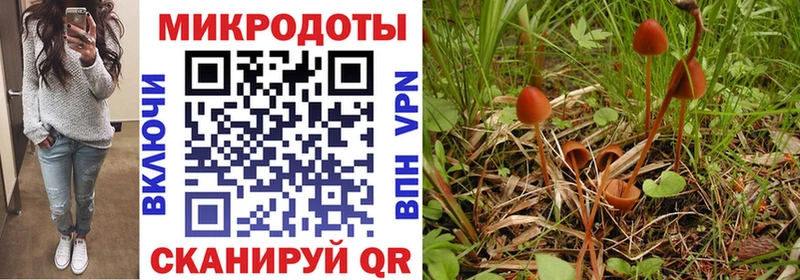 Галлюциногенные грибы Psilocybine cubensis  кракен рабочий сайт  Новоржев  купить наркоту 